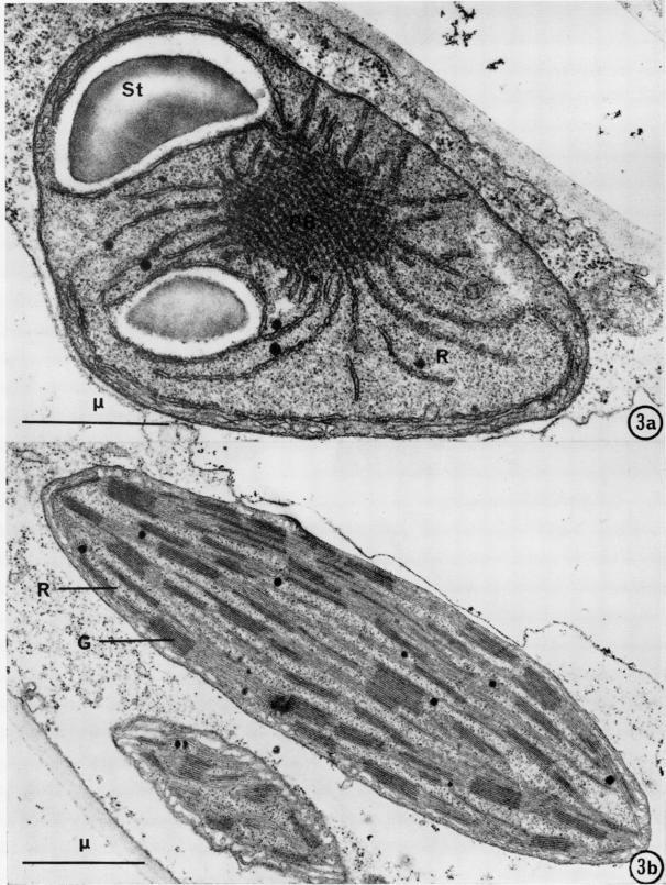 https://cdn.ncbi.nlm.nih.gov/pmc/blobs/d9b8/396128/a251911ad823/plntphys00209-0100-a.jpg