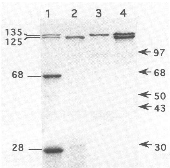 https://cdn.ncbi.nlm.nih.gov/pmc/blobs/d9ba/182550/5f8f68882fde/aem00040-0420-a.jpg