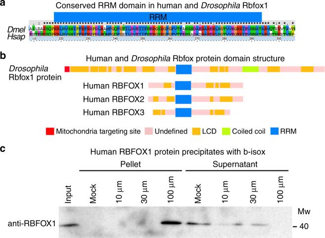 https://cdn.ncbi.nlm.nih.gov/pmc/blobs/d9ba/5778076/b8e38cdf4db0/41467_2017_2757_Fig7_HTML.jpg