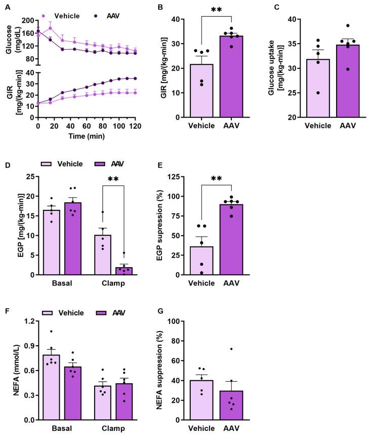 https://cdn.ncbi.nlm.nih.gov/pmc/blobs/d9bf/11755535/1491f51ac651/pathophysiology-32-00001-g004.jpg