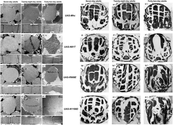https://cdn.ncbi.nlm.nih.gov/pmc/blobs/d9c4/11296117/8eb355bc0a7c/ACEL-23-e14134-g002.jpg