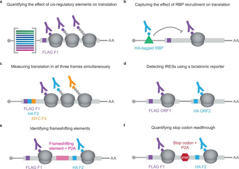 https://cdn.ncbi.nlm.nih.gov/pmc/blobs/d9c4/11685710/5d668ed412e9/41467_2024_55274_Fig8_HTML.jpg