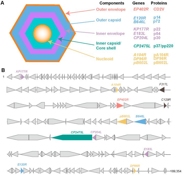 https://cdn.ncbi.nlm.nih.gov/pmc/blobs/d9c6/11357537/1254b17c4151/pathogens-13-00706-g001.jpg