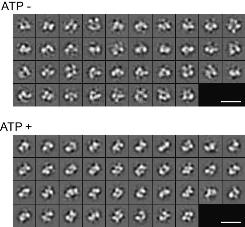 https://cdn.ncbi.nlm.nih.gov/pmc/blobs/d9c9/5413348/25d8cb692f05/elife-23990-fig2-figsupp1.jpg