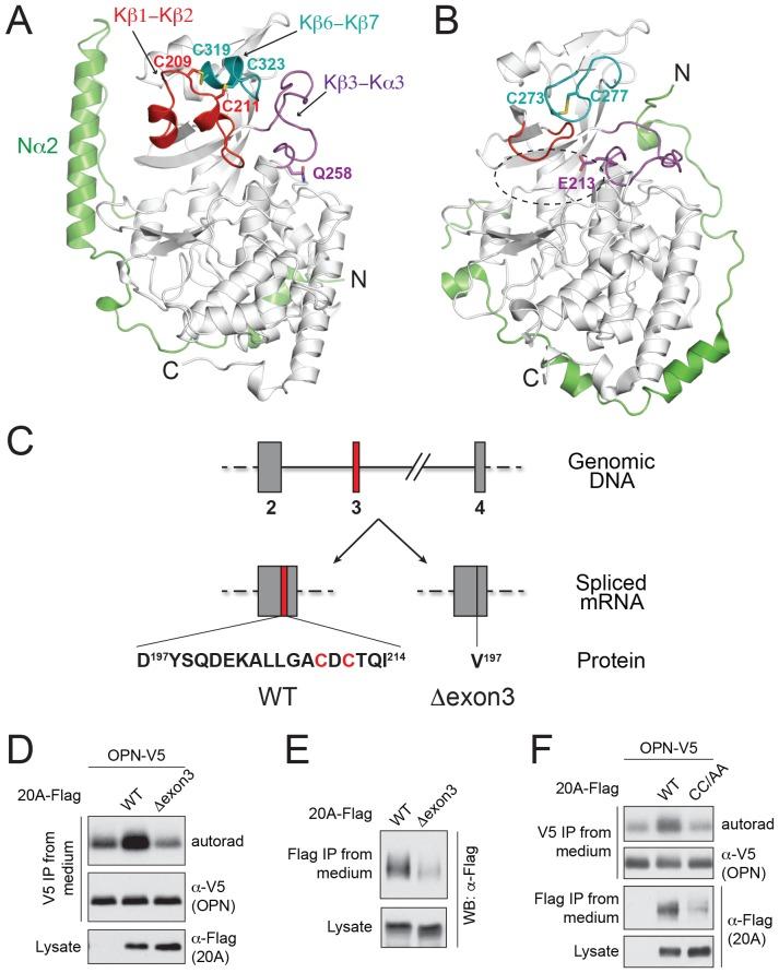 https://cdn.ncbi.nlm.nih.gov/pmc/blobs/d9c9/5413348/508e37c5f1e4/elife-23990-fig1.jpg