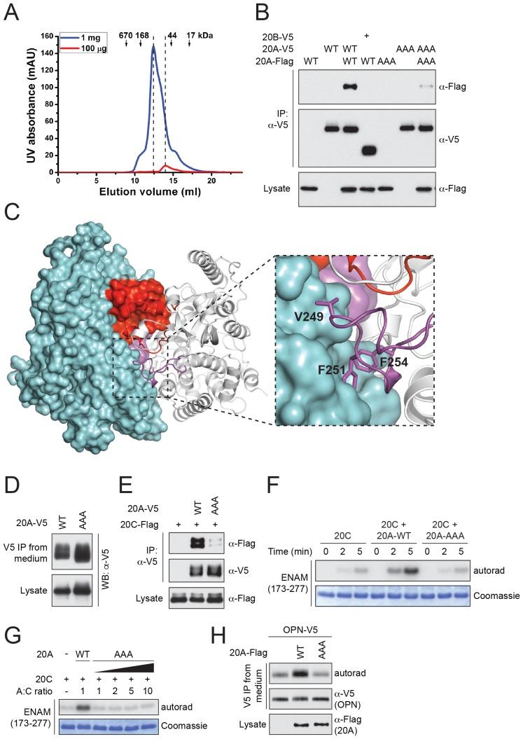 https://cdn.ncbi.nlm.nih.gov/pmc/blobs/d9c9/5413348/6ef837759005/elife-23990-fig4.jpg