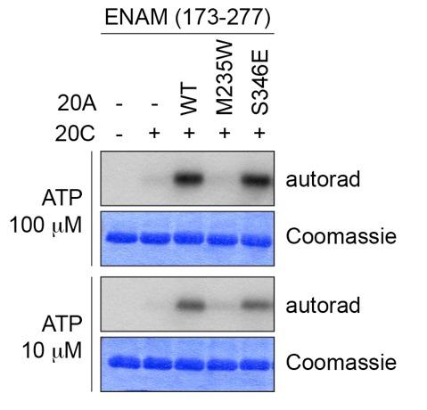 https://cdn.ncbi.nlm.nih.gov/pmc/blobs/d9c9/5413348/768dcdd886d2/elife-23990-resp-fig1.jpg
