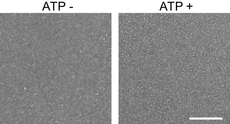 https://cdn.ncbi.nlm.nih.gov/pmc/blobs/d9c9/5413348/f5070442bb18/elife-23990-fig2-figsupp2.jpg
