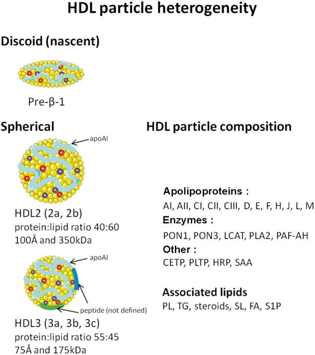 https://cdn.ncbi.nlm.nih.gov/pmc/blobs/d9ca/5786575/be6ad774d2e0/fphar-08-00989-g001.jpg