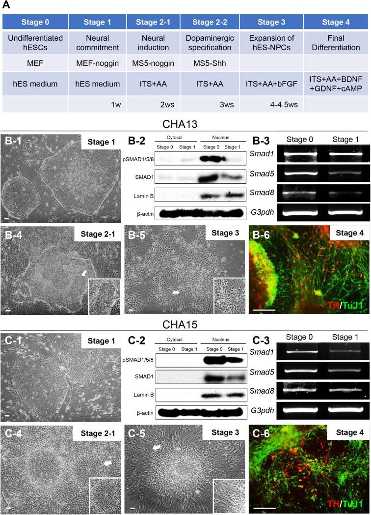 https://cdn.ncbi.nlm.nih.gov/pmc/blobs/d9cc/4575120/8d91e5d0f6af/pone.0138460.g004.jpg