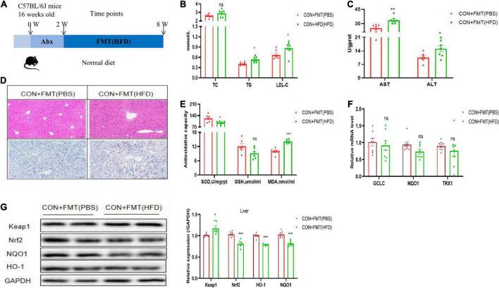 https://cdn.ncbi.nlm.nih.gov/pmc/blobs/d9cc/9533869/5a4be3fce19d/fmicb-13-984019-g002.jpg