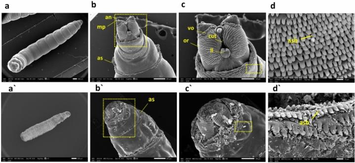 https://cdn.ncbi.nlm.nih.gov/pmc/blobs/d9cd/11401898/6616018a7fda/41598_2024_70060_Fig5_HTML.jpg