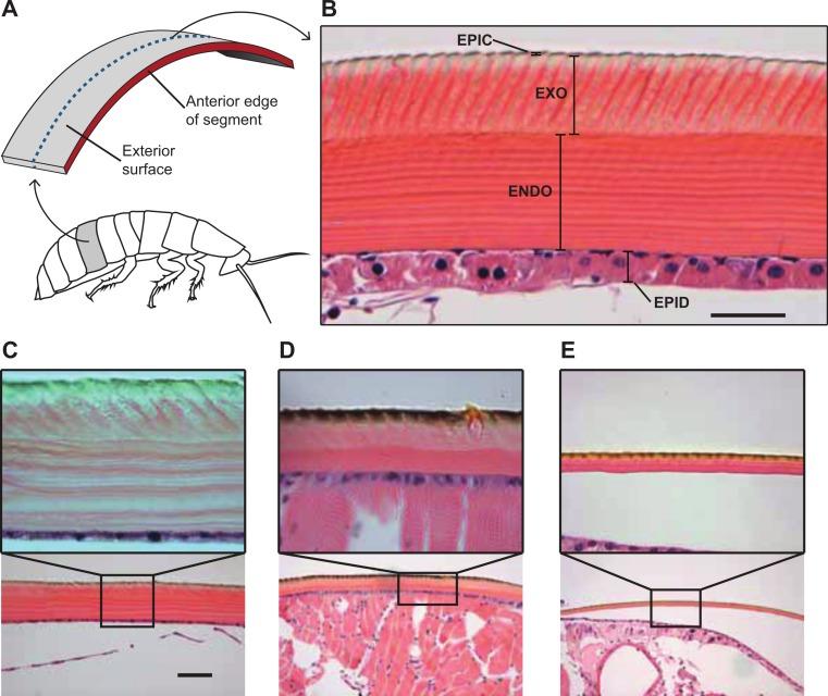 https://cdn.ncbi.nlm.nih.gov/pmc/blobs/d9cf/4121590/a4323608b575/peerj-02-501-g003.jpg