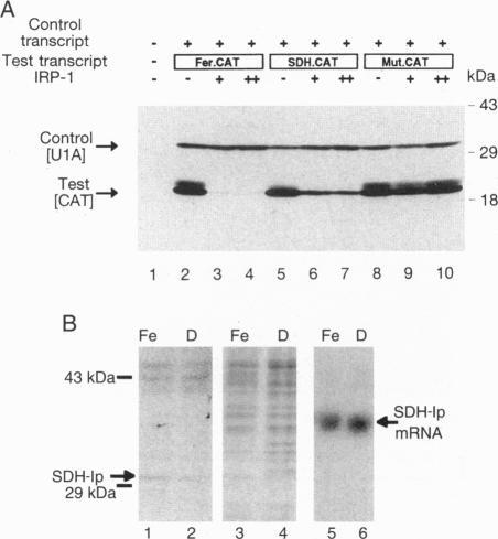 https://cdn.ncbi.nlm.nih.gov/pmc/blobs/d9d0/39381/c3864b6fd752/pnas01511-0418-a.jpg