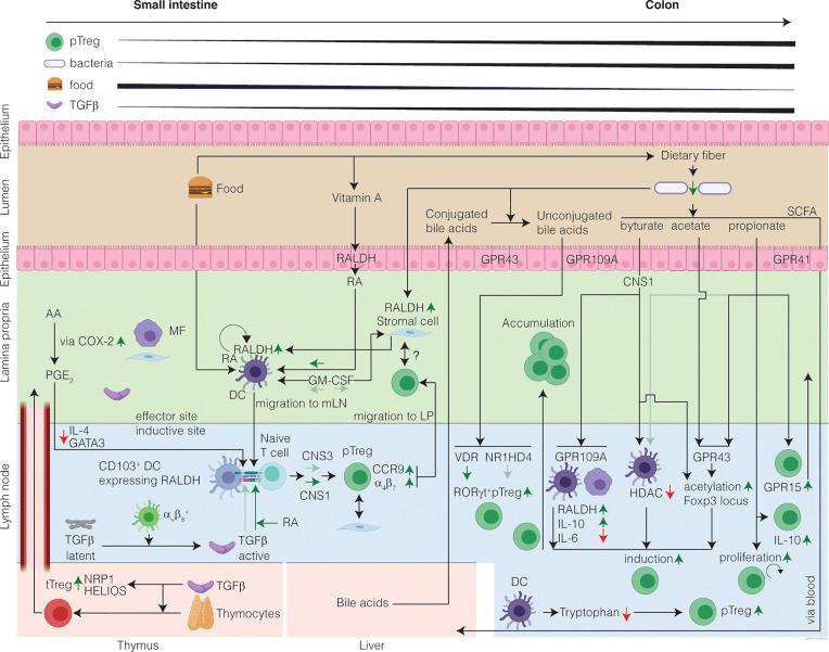 https://cdn.ncbi.nlm.nih.gov/pmc/blobs/d9d1/8371910/9d7a4a51c3dc/fimmu-12-716499-g001.jpg