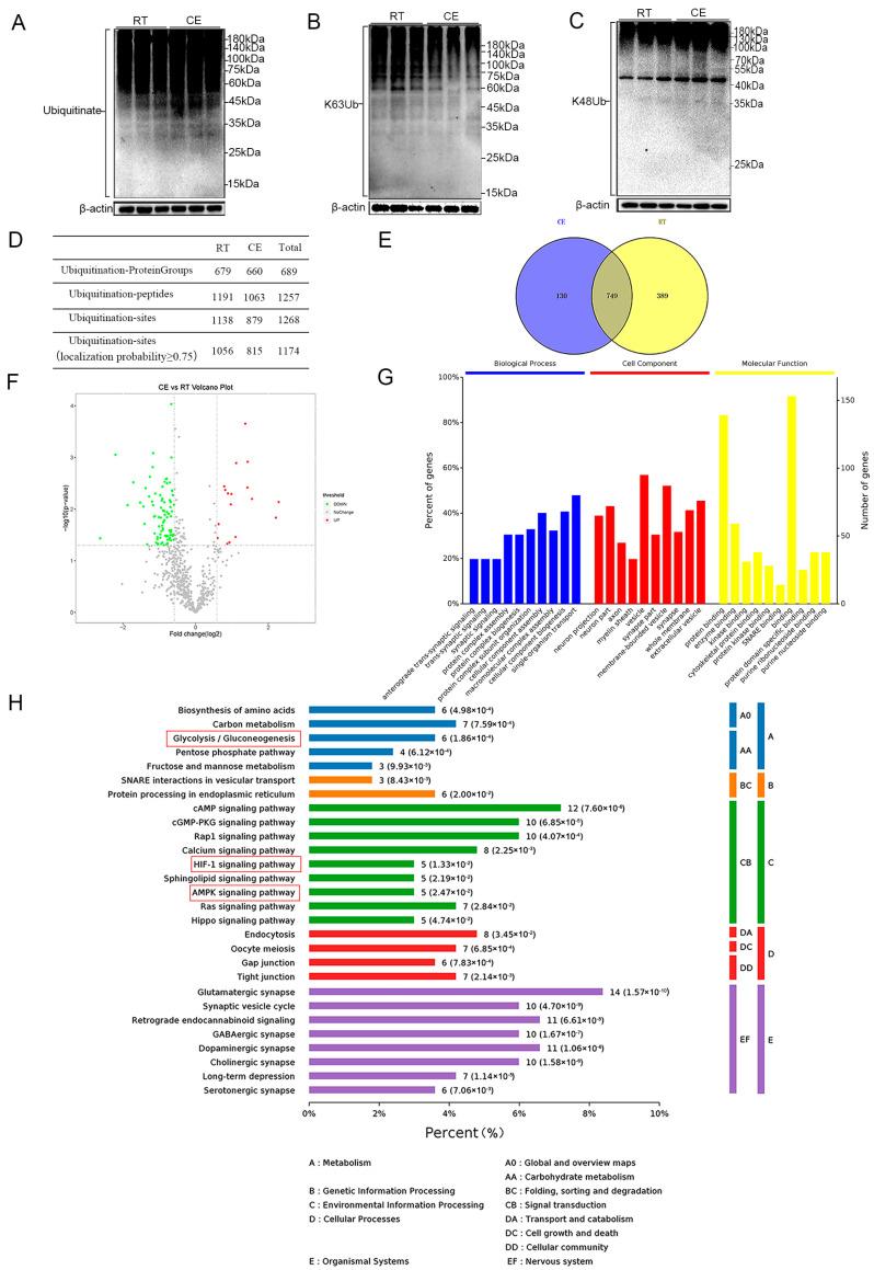 https://cdn.ncbi.nlm.nih.gov/pmc/blobs/d9d2/11011669/7588c72a557c/cells-13-00570-g002.jpg