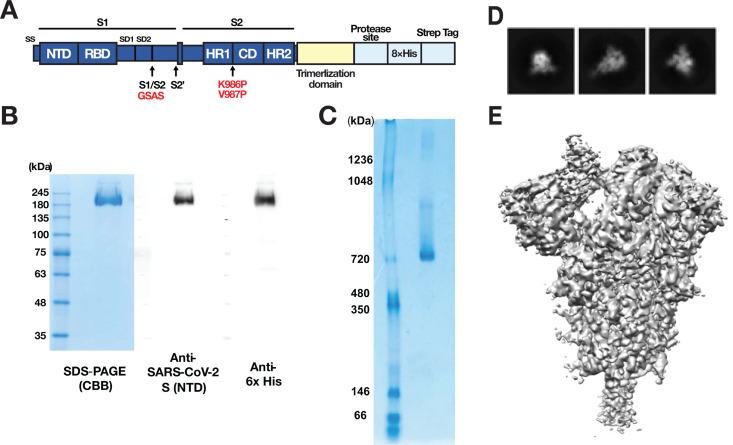 https://cdn.ncbi.nlm.nih.gov/pmc/blobs/d9d2/12090777/1b25131e505f/jvi.02290-24.f001.jpg
