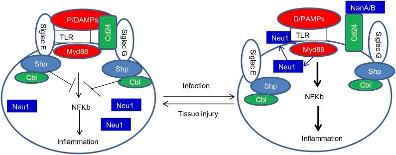 https://cdn.ncbi.nlm.nih.gov/pmc/blobs/d9d2/4168287/37fbd42abb0a/elife04066f008.jpg