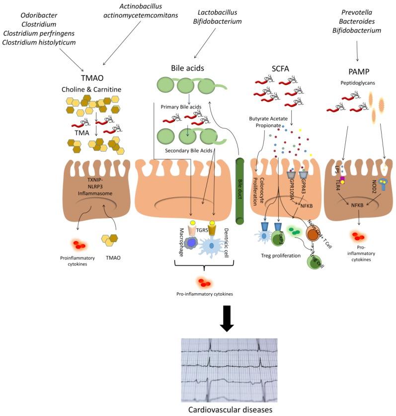 https://cdn.ncbi.nlm.nih.gov/pmc/blobs/d9db/7146472/155a56b33d5a/nutrients-12-00605-g001.jpg
