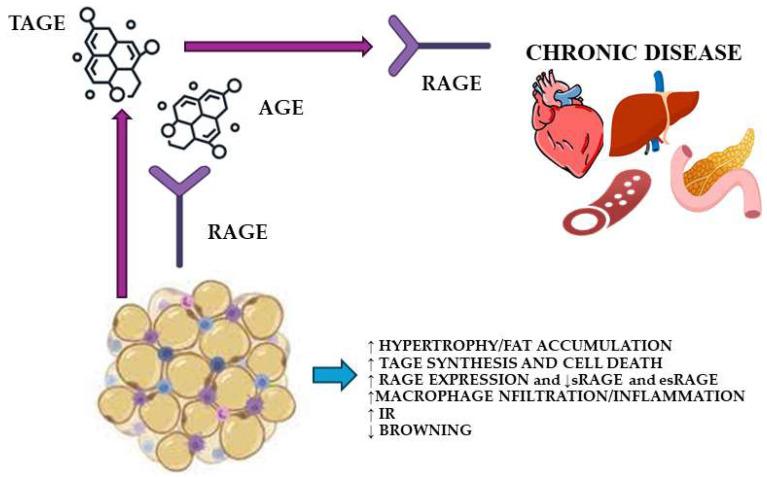 https://cdn.ncbi.nlm.nih.gov/pmc/blobs/d9dd/12028226/b95a59569879/ijms-26-03707-g002.jpg