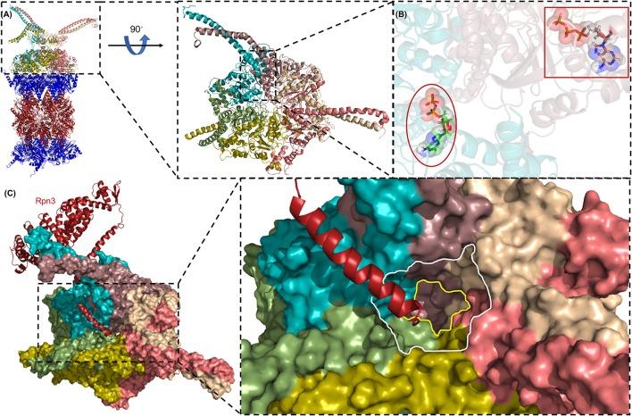 https://cdn.ncbi.nlm.nih.gov/pmc/blobs/d9e0/5476697/979126d0863d/fmolb-04-00042-g0005.jpg