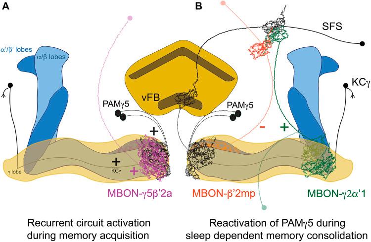 https://cdn.ncbi.nlm.nih.gov/pmc/blobs/d9e5/9892949/71f07e65d163/fphys-14-1087025-g001.jpg