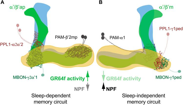 https://cdn.ncbi.nlm.nih.gov/pmc/blobs/d9e5/9892949/b7186f9d2e01/fphys-14-1087025-g002.jpg