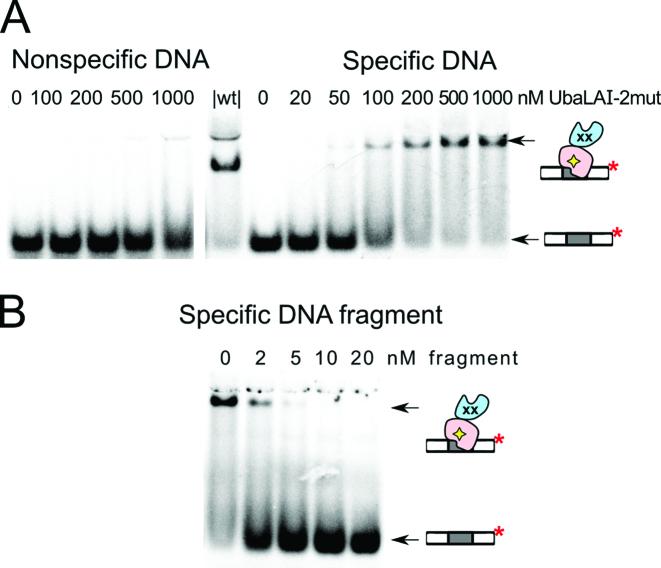 https://cdn.ncbi.nlm.nih.gov/pmc/blobs/d9e7/5766183/b2cca1fb28bc/gkx634fig5.jpg
