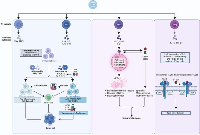 https://cdn.ncbi.nlm.nih.gov/pmc/blobs/d9e9/11687005/c67f49c74511/40364_2024_711_Fig2_HTML.jpg
