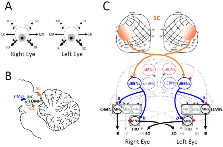 https://cdn.ncbi.nlm.nih.gov/pmc/blobs/d9e9/11755570/294866478466/vision-09-00006-g007.jpg