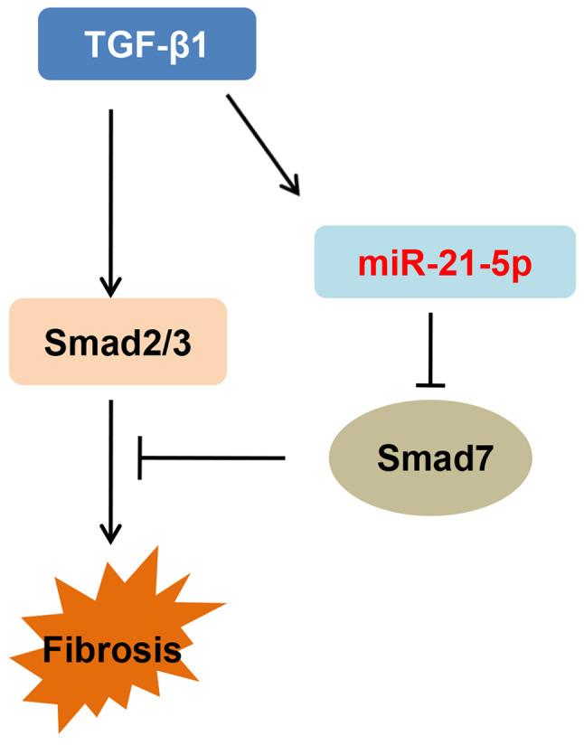 https://cdn.ncbi.nlm.nih.gov/pmc/blobs/d9ed/7792493/e13dfc9c4682/etm-21-02-09600-g05.jpg