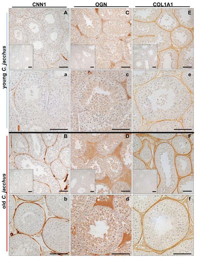 https://cdn.ncbi.nlm.nih.gov/pmc/blobs/d9f2/8225046/0331ef503662/cells-10-01306-g006.jpg