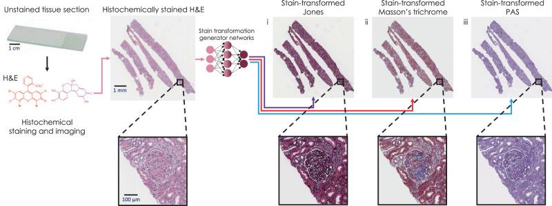 https://cdn.ncbi.nlm.nih.gov/pmc/blobs/d9f2/8361203/63e56be1d1d5/41467_2021_25221_Fig1_HTML.jpg