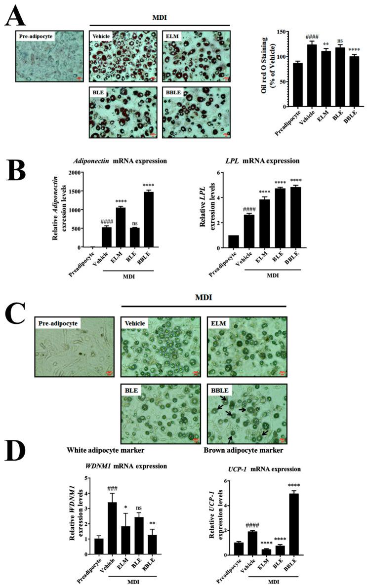 https://cdn.ncbi.nlm.nih.gov/pmc/blobs/d9f4/11434581/809a73a563db/microorganisms-12-01848-g003.jpg