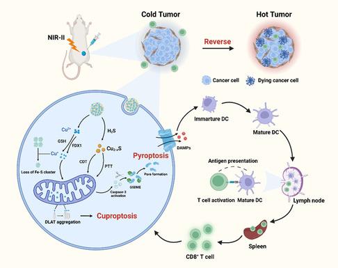 https://cdn.ncbi.nlm.nih.gov/pmc/blobs/d9f5/11935246/1039faa3aa70/SMSC-4-2300164-g002.jpg