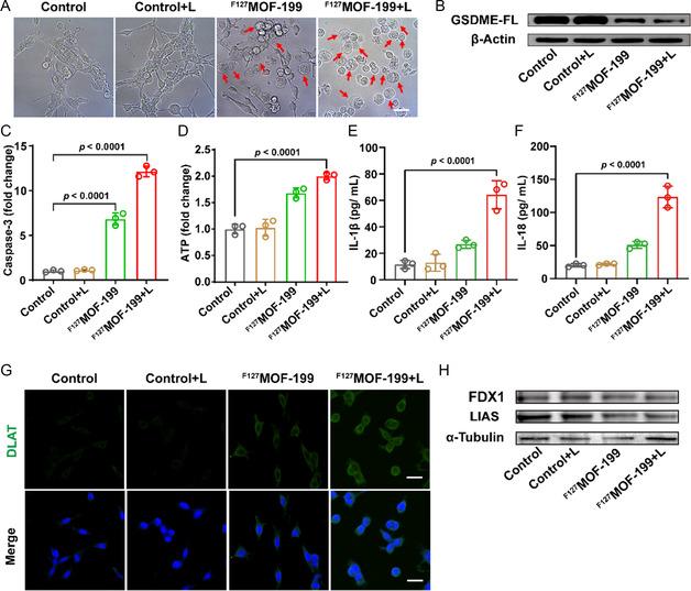 https://cdn.ncbi.nlm.nih.gov/pmc/blobs/d9f5/11935246/8f5450e7774c/SMSC-4-2300164-g007.jpg