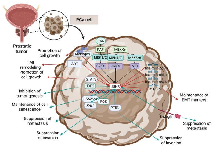 https://cdn.ncbi.nlm.nih.gov/pmc/blobs/d9f5/12469021/cf840bf5db54/cimb-47-00741-g002.jpg