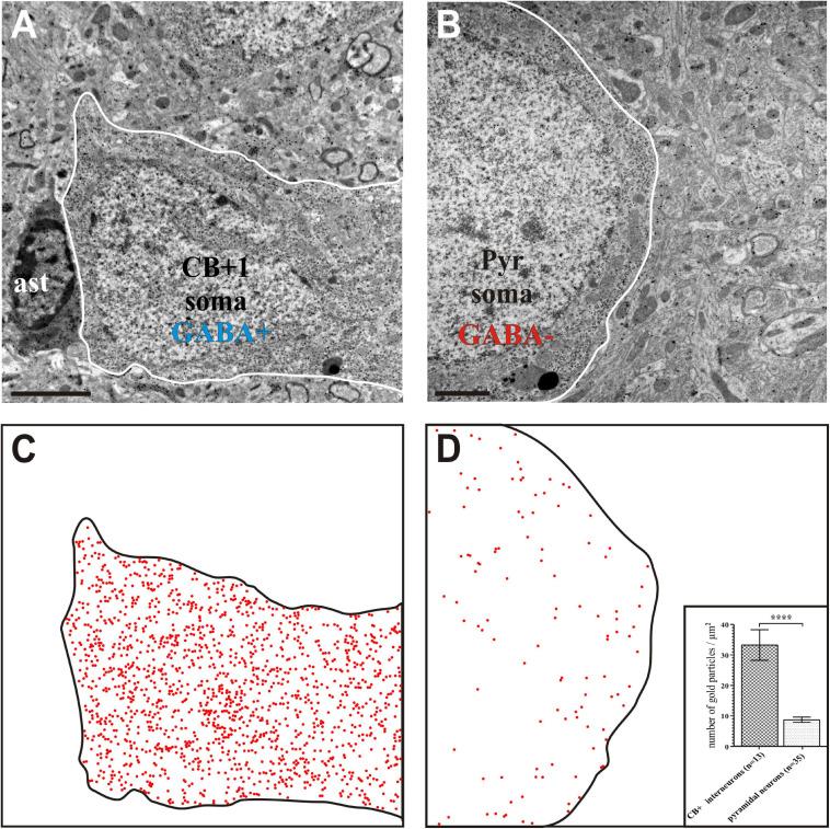 https://cdn.ncbi.nlm.nih.gov/pmc/blobs/d9f7/8093522/bf0bc0113d1d/fnana-15-652422-g005.jpg