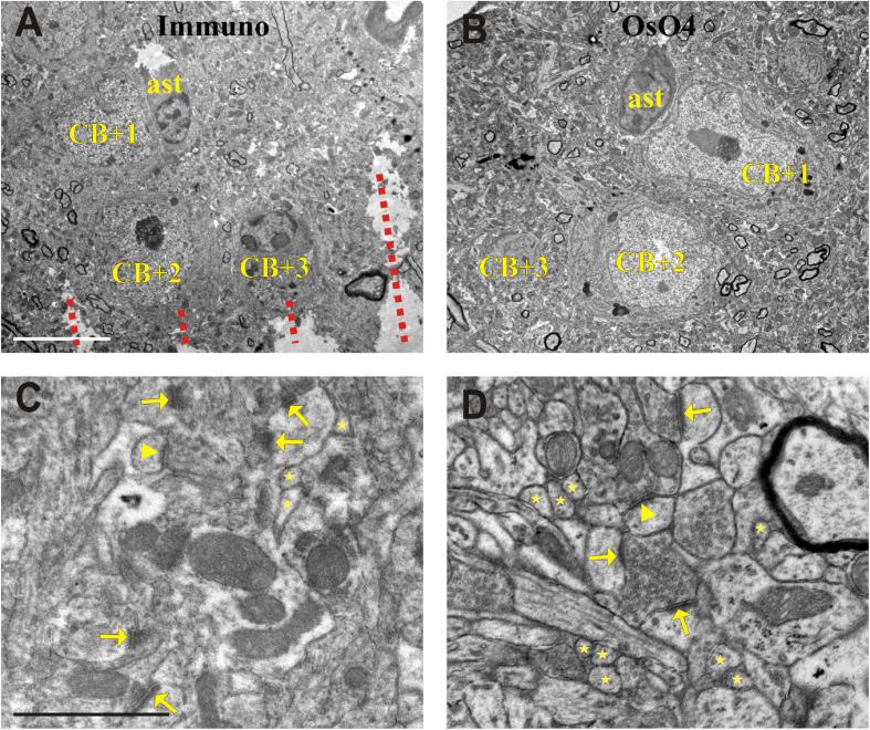 https://cdn.ncbi.nlm.nih.gov/pmc/blobs/d9f7/8093522/d445f8c8511e/fnana-15-652422-g004.jpg