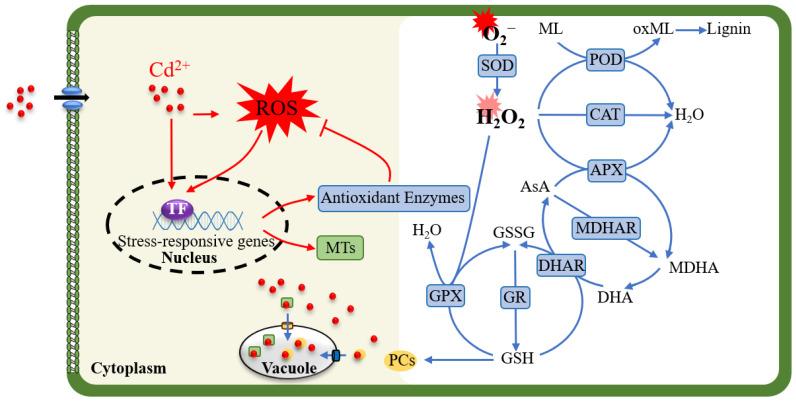 https://cdn.ncbi.nlm.nih.gov/pmc/blobs/d9fb/11505430/7cd380dc81c5/antioxidants-13-01174-g001.jpg