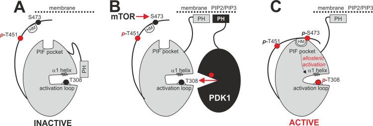 https://cdn.ncbi.nlm.nih.gov/pmc/blobs/da03/7703976/5a7d2802cad6/pone.0242819.g001.jpg
