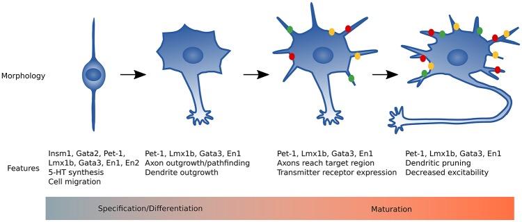 https://cdn.ncbi.nlm.nih.gov/pmc/blobs/da06/5515867/c8ca1a235142/fncel-11-00215-g0002.jpg