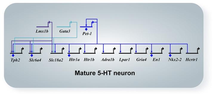 https://cdn.ncbi.nlm.nih.gov/pmc/blobs/da06/5515867/fbf437f046f0/fncel-11-00215-g0004.jpg
