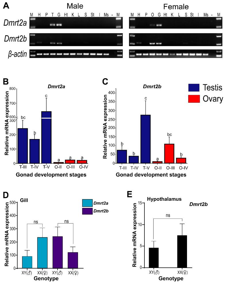 https://cdn.ncbi.nlm.nih.gov/pmc/blobs/da06/8909180/8301e8e0b4a1/animals-12-00613-g006.jpg