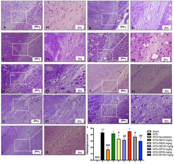 https://cdn.ncbi.nlm.nih.gov/pmc/blobs/da07/8535085/dcae3424915f/cells-10-02756-g002.jpg
