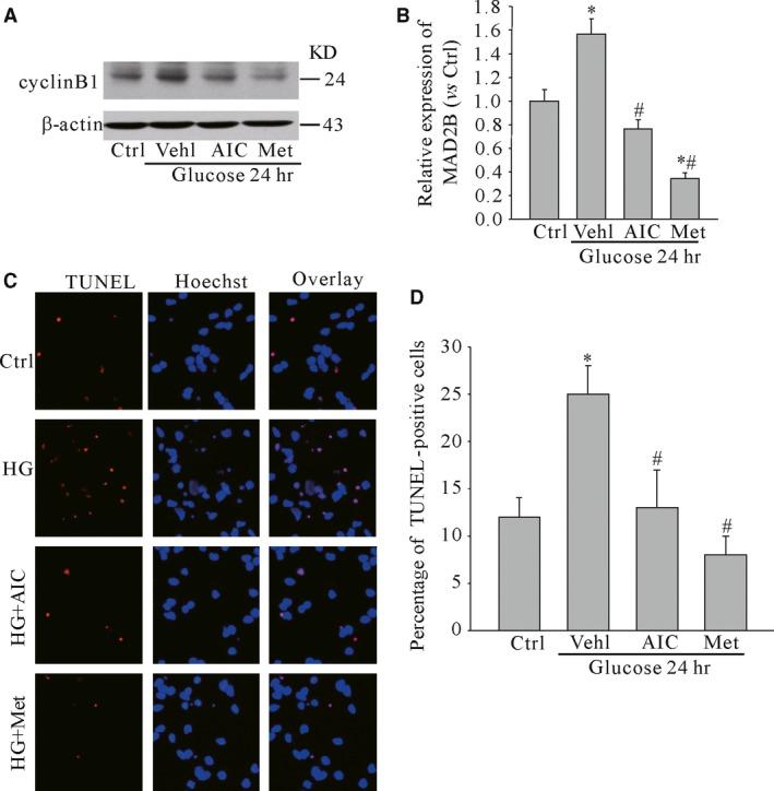 https://cdn.ncbi.nlm.nih.gov/pmc/blobs/da0d/5431170/11219d7e011d/JCMM-21-1150-g003.jpg