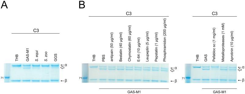 https://cdn.ncbi.nlm.nih.gov/pmc/blobs/da0e/5555575/a4d1ada79d9b/ppat.1006493.g001.jpg