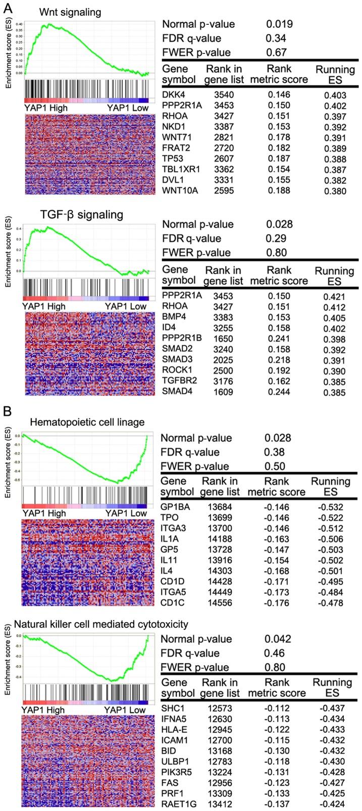 https://cdn.ncbi.nlm.nih.gov/pmc/blobs/da0f/5428545/031e71a4e4da/OR-37-05-2620-g05.jpg