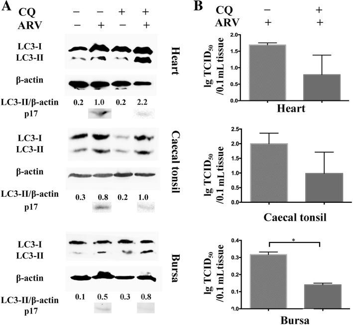 https://cdn.ncbi.nlm.nih.gov/pmc/blobs/da10/6534907/3bda3184afc4/12917_2019_1926_Fig6_HTML.jpg