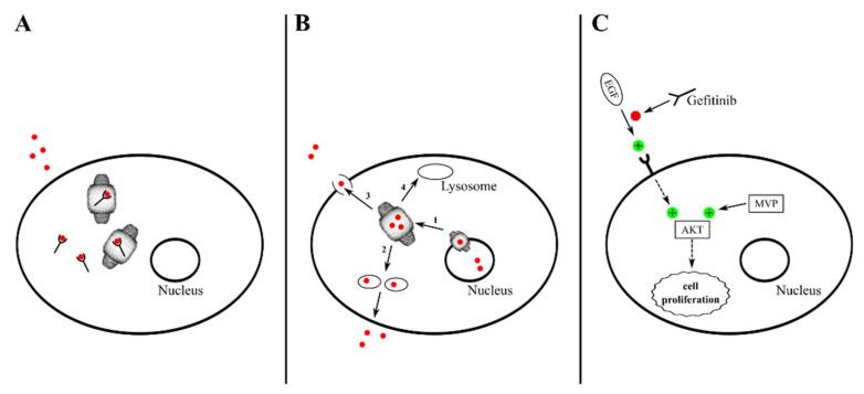 https://cdn.ncbi.nlm.nih.gov/pmc/blobs/da14/7916137/0848880c0ad0/cancers-13-00707-g002.jpg